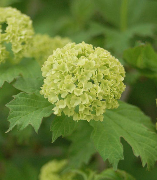 Viburnum opulus Roseum (European Snowball Viburnum)