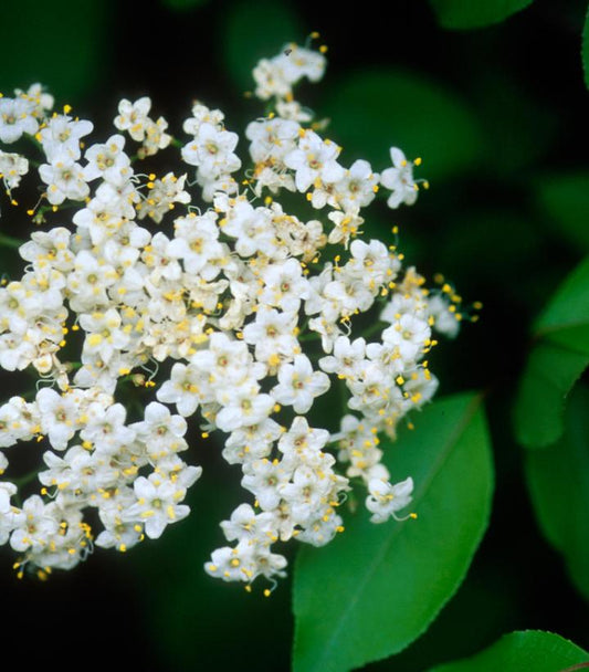 Viburnum prunifolium (Blackhaw viburnum)