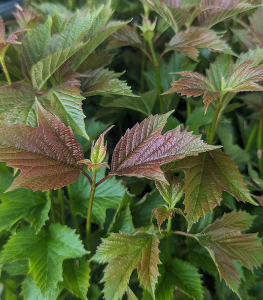 Viburnum tri. 'Baileys Compactum' (Bailey Compact American Cranberrybush)