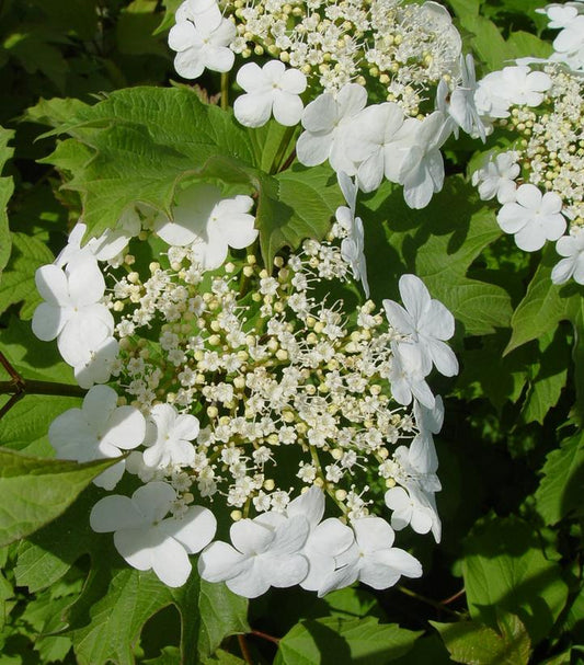Viburnum trilobum 'Wentworth' (Wentworth Viburnum)