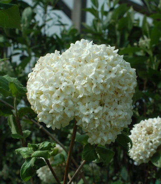 Viburnum carlesii (Korean Spice Viburnum)