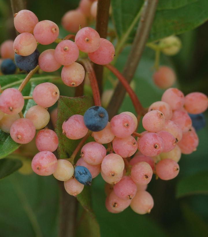 Viburnum nudum Winterthur (Winterthur Witherod Viburnum)