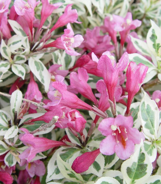 Weigela florida My Monet® (My Monet® Weigela)