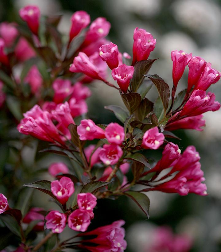 Weigela florida Wine & Roses® (Wine & Roses® Weigela)