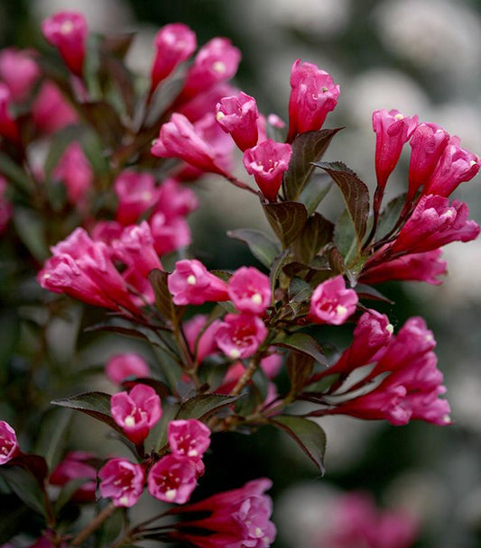 Weigela florida Wine & Roses® (Wine & Roses® Weigela)