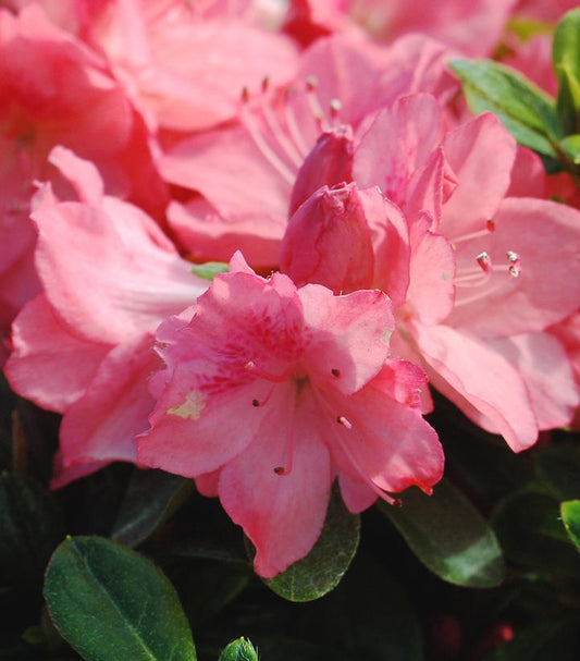 Azalea 'Blaauws Pink' (Blaauws Pink Azalea)