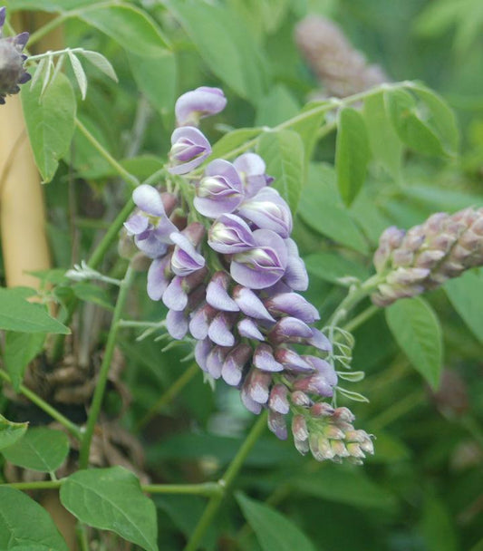 Wisteria frut. Amethyst Falls (Amethyst Falls American Wisteria)