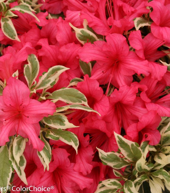 Azalea Bollywood Star; (Bollywood Star; Azalea)