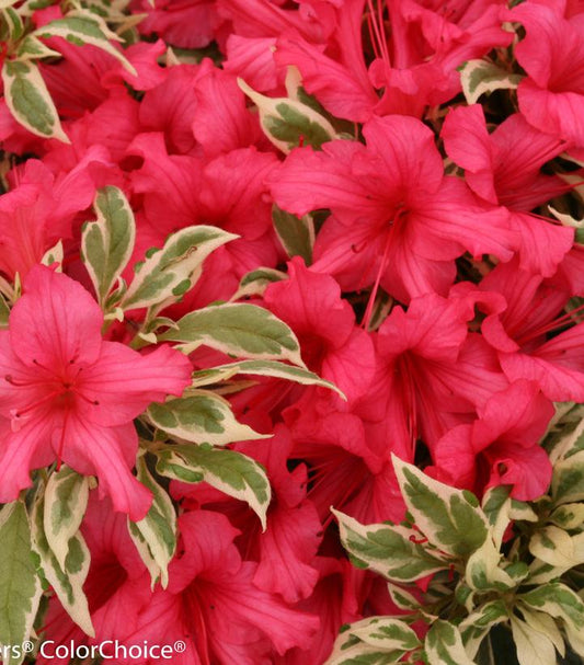 Azalea Bollywood Star; (Bollywood Star; Azalea)