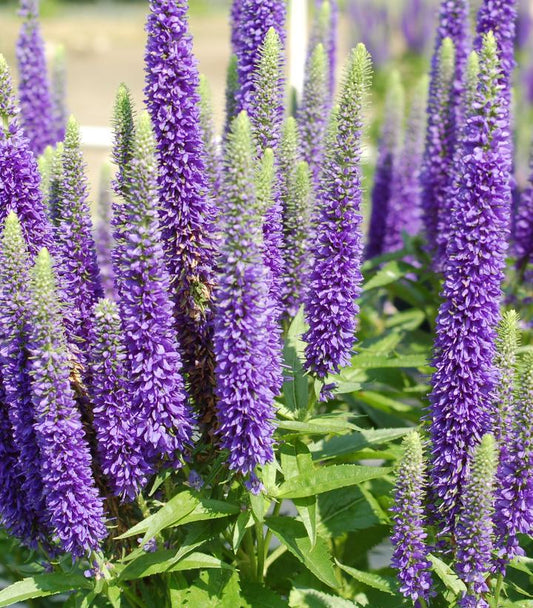 Veronica Royal Candles (Royal Candles Speedwell)