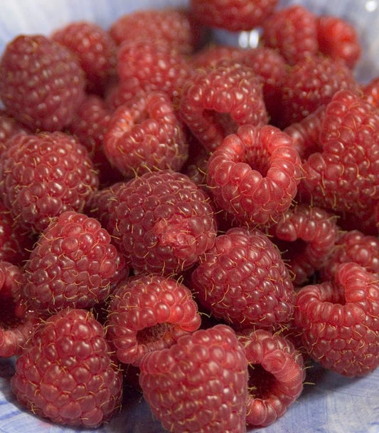 Rubus Heritage (Heritage Red Raspberry)