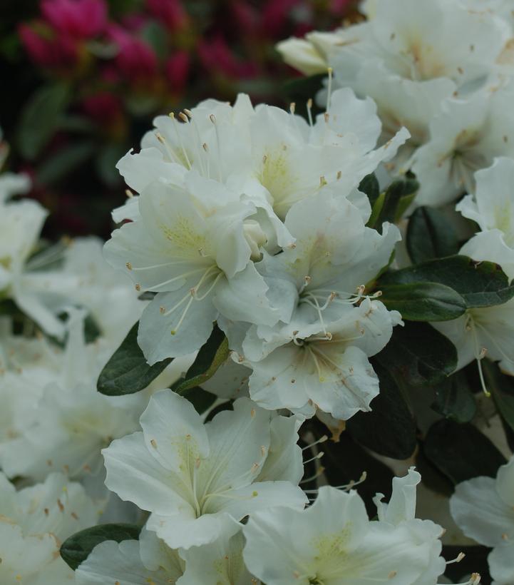 Azalea 'Delaware Valley White' (Delaware Valley White Azalea)