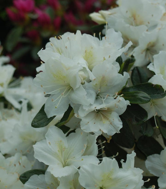Azalea 'Delaware Valley White' (Delaware Valley White Azalea)