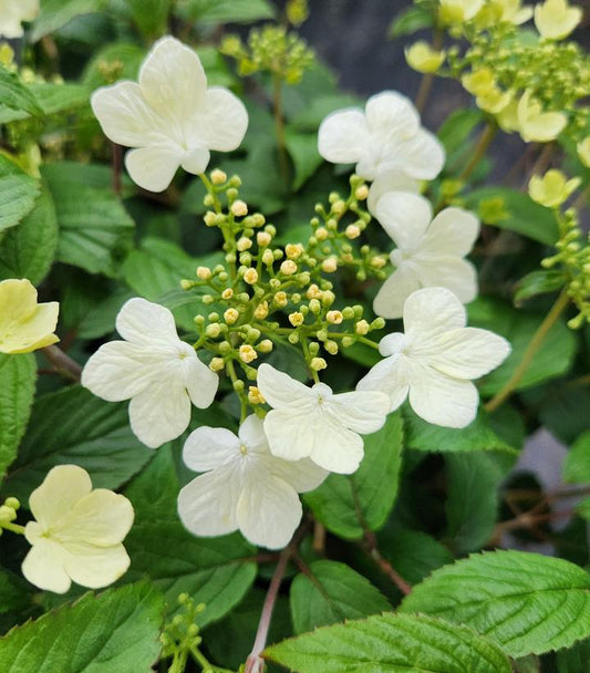 Viburnum p. t. Summer Snowflake (Summer Snowflake Viburnum)