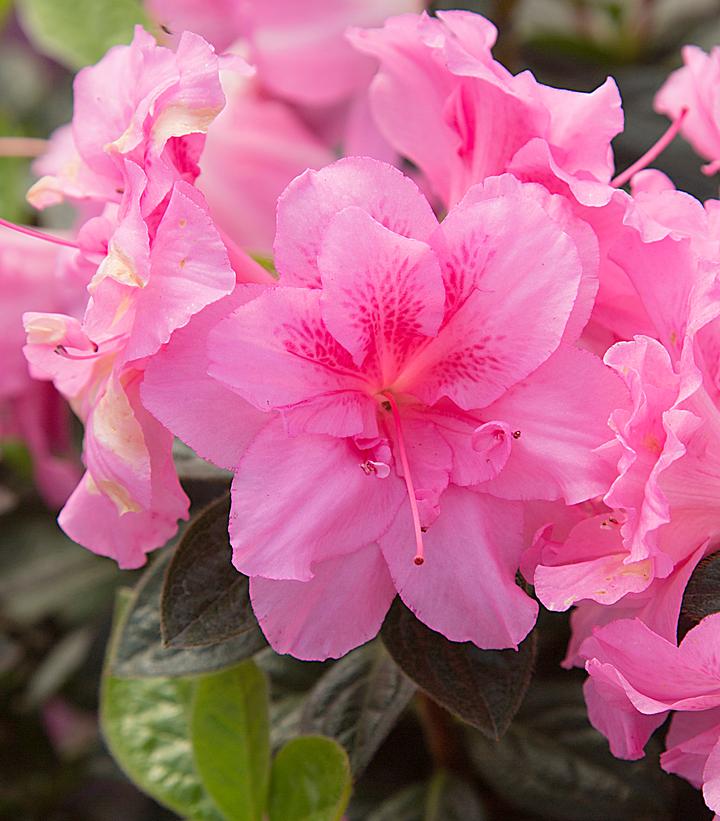 Azalea Encore® Autumn Carnation® (Autumn Carnation® Reblooming Azalea)