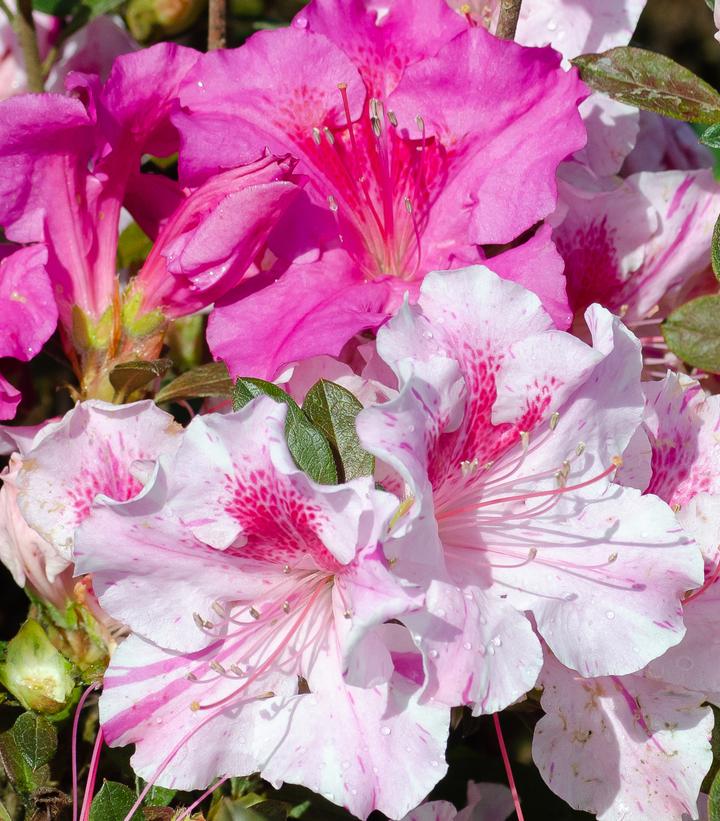 Azalea Encore® Autumn Twist® (Autumn Twist® Reblooming Azalea)