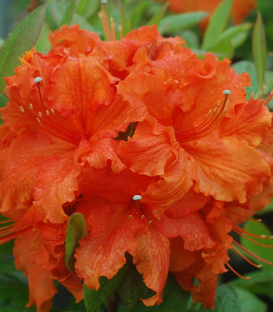 Azalea 'Gibraltar' (Gibraltar Deciduous Azalea)