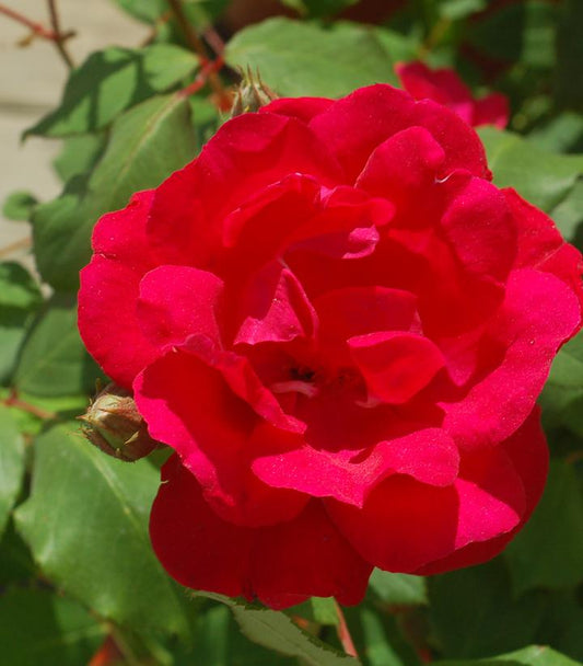 Rosa Blaze (Blaze Climbing Rose)