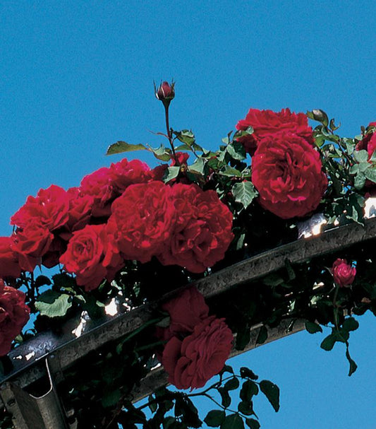 Rosa Don Juan (Don Juan Climbing Rose)