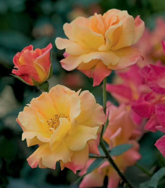 Rosa Joseph's Coat (Josephs Coat Climbing Rose)