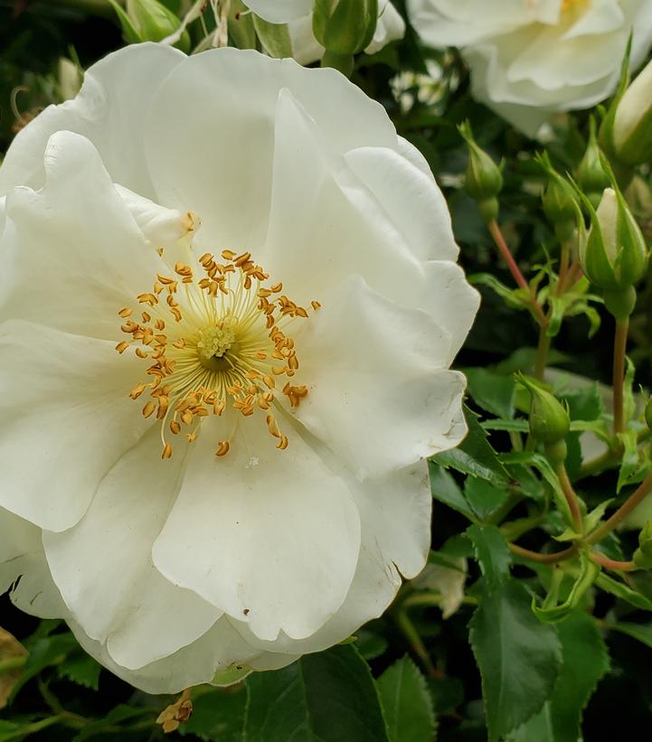 Rosa 'White Dawn' (White Dawn Climbing Rose)