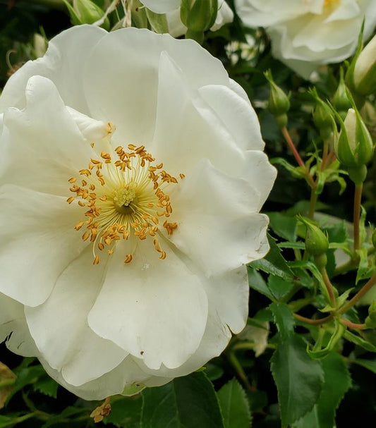 Rosa 'White Dawn' (White Dawn Climbing Rose)