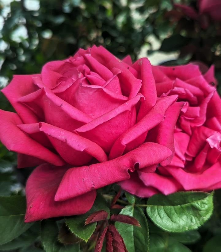 Rosa Chrysler Imperial (Chrysler Imperial Hybrid Tea Rose)
