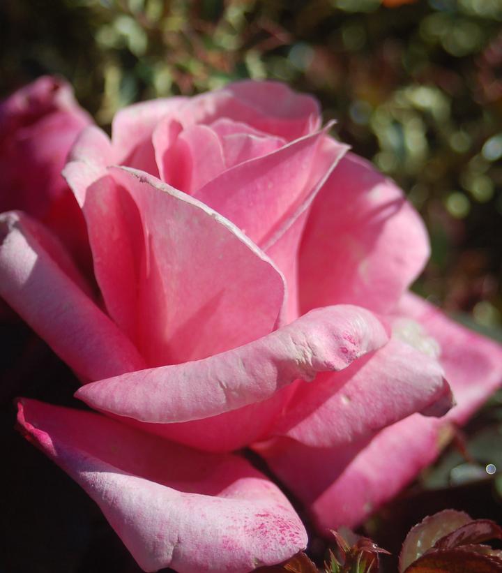 Rosa First Prize (First Prize Hybrid Tea Rose)