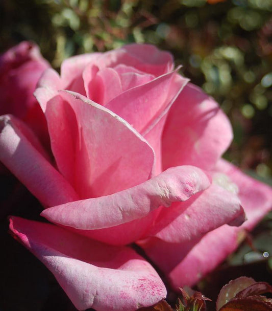 Rosa First Prize (First Prize Hybrid Tea Rose)