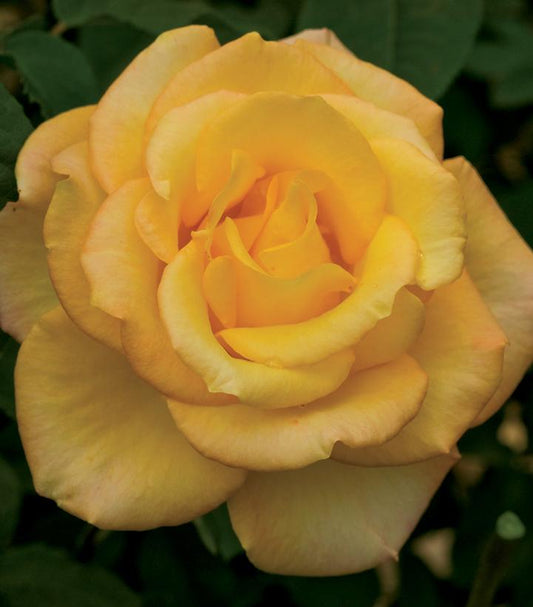 Rosa Gold Medal® (Gold Medal® Rose)