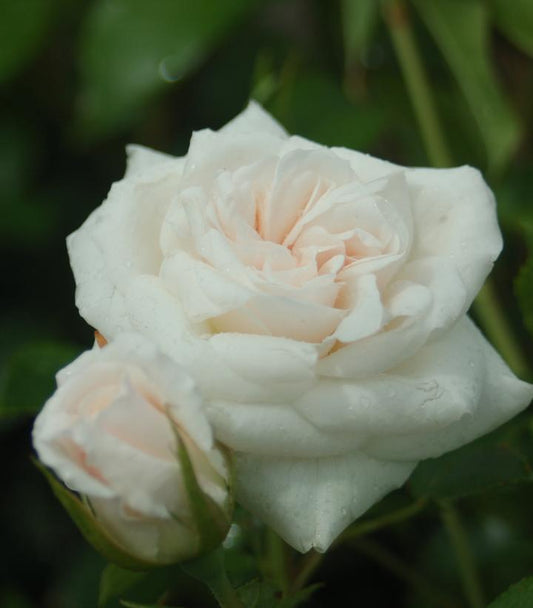 Rosa Iceberg (Iceberg Floribunda Rose)