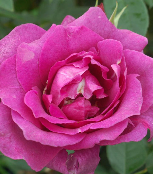 Rosa Intrigue (Intrigue Floribunda Rose)
