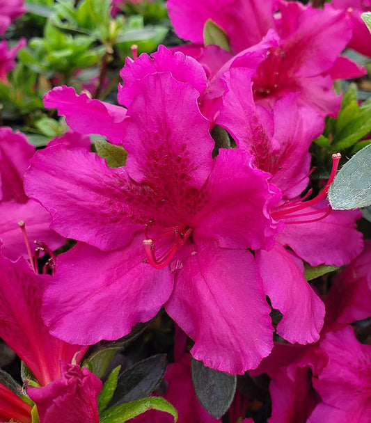 Azalea 'Girards Fuchsia' (Girards Fuchsia Azalea)