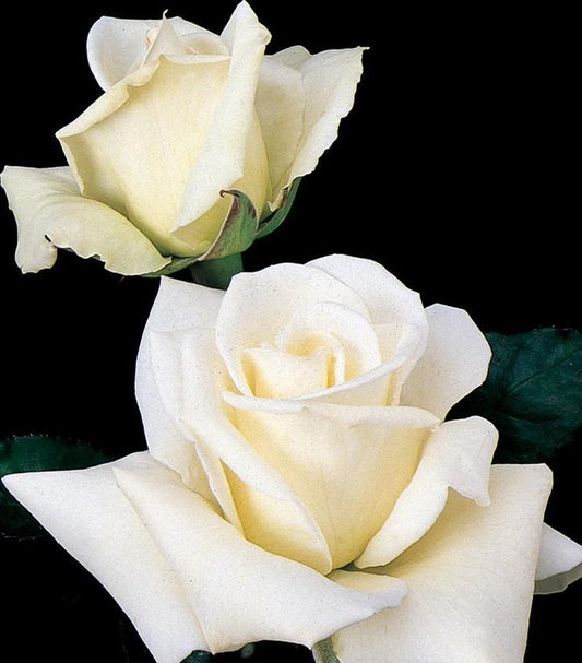 Rosa John F. Kennedy (John F. Kennedy Hybrid Rose)