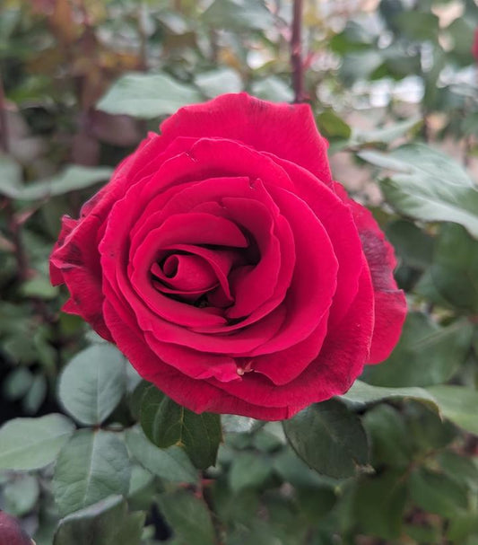 Rosa Mister Lincoln (Mister Lincoln Hybrid Tea Rose)