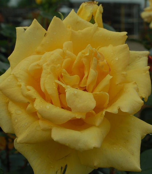 Rosa Oregold (Oregold Hybrid Tea Rose)