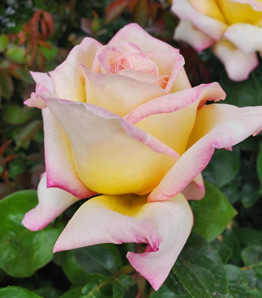Rosa Peace (Peace Hybrid Tea Rose)