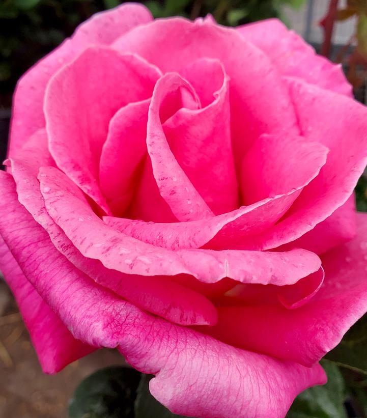 Rosa Perfume Delight (Perfume Delight Hybrid Tea Rose)