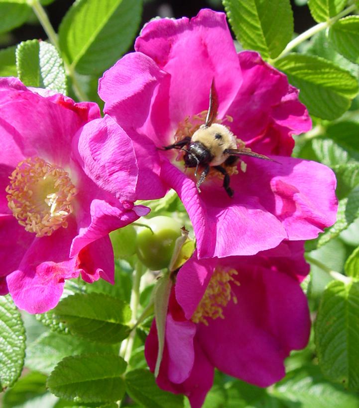 Rosa rugosa Purple Pavement (Purple Pavement Rose)