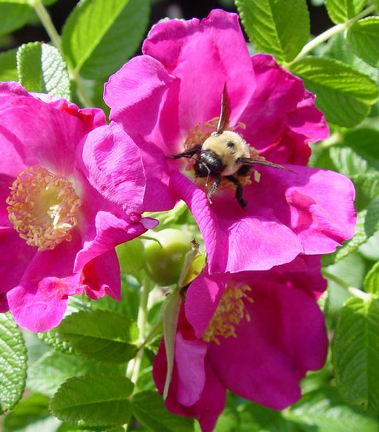 Rosa rugosa Purple Pavement (Purple Pavement Rose)