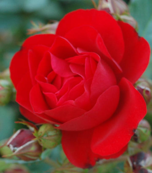 Rosa Showbiz (Show Biz Rose)