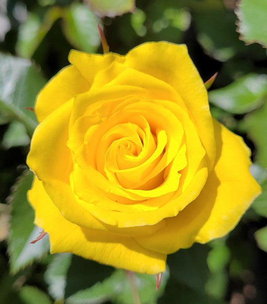 Rosa Sunsprite (Sunsprite Floribunda Rose)