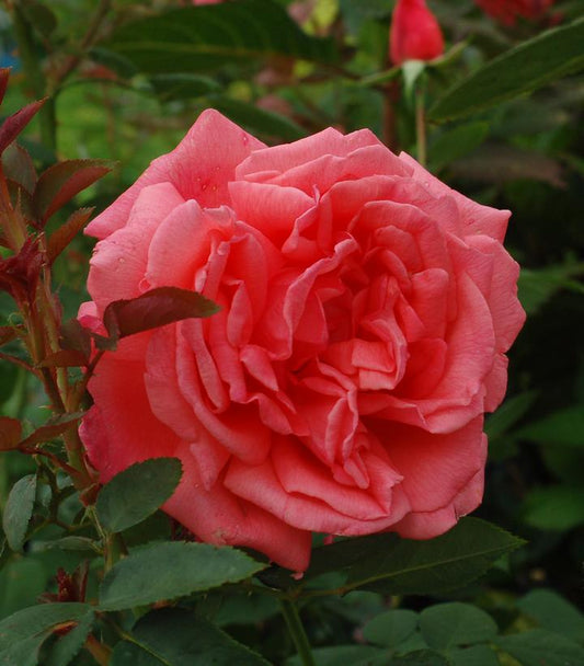 Rosa X Tropicana (Tropicana Hybrid Tea Rose)