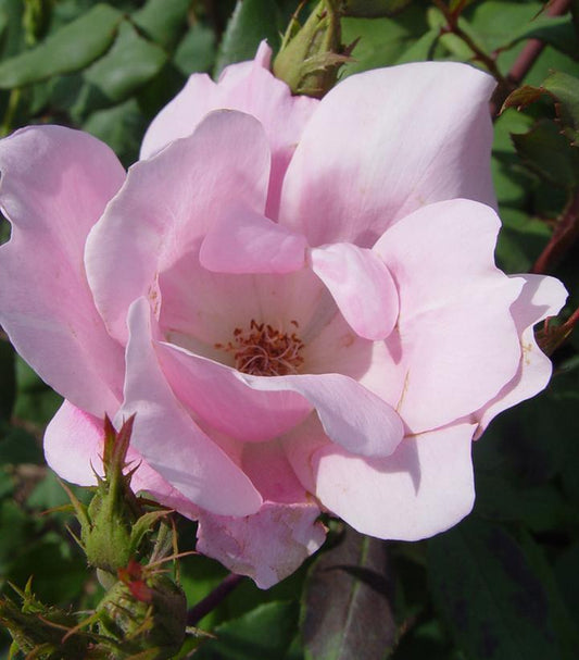 Rosa Blushing Knock Out® (Blushing Knock Out® Rose)