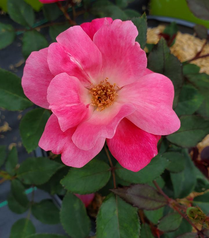 Rosa Pink Knock Out® (Pink Knock Out® Rose)