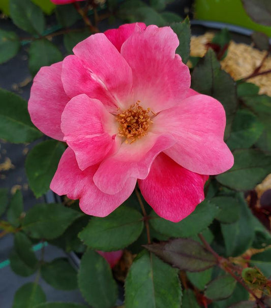 Rosa Pink Knock Out® (Pink Knock Out® Rose)