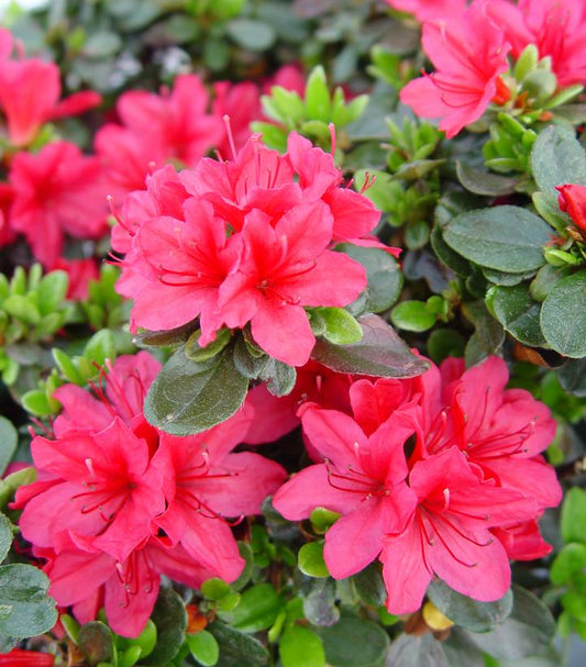 Azalea 'Hino Crimson' (Hino Crimson Azalea)