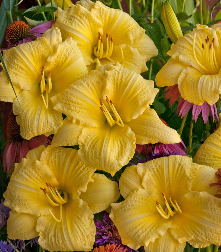 Hemerocallis Rainbow Rhythm® Going Bananas (Going Bananas Daylily)