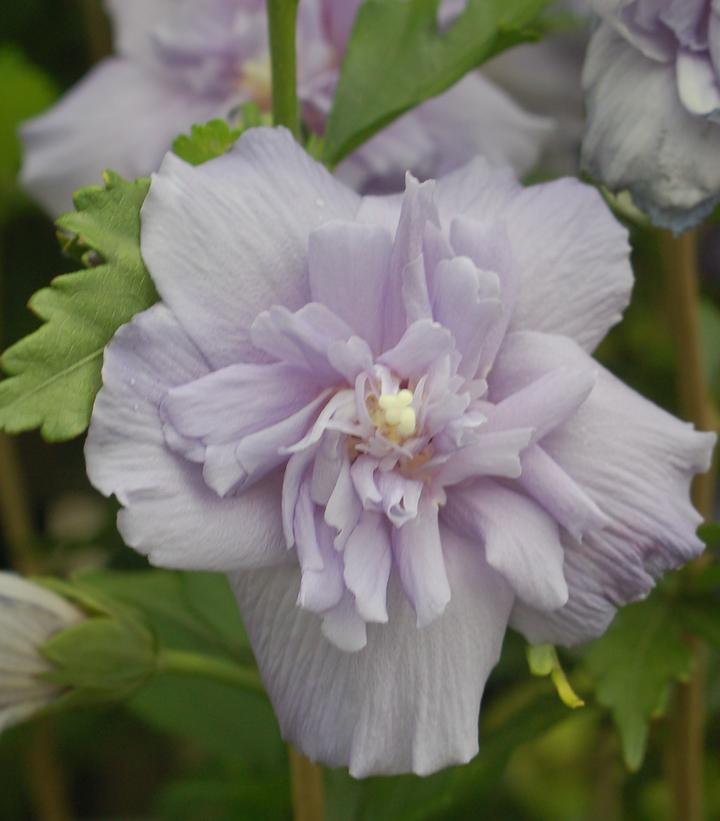 Hibiscus syriacus Blue Chiffon® (Blue Chiffon® Rose of Sharon)