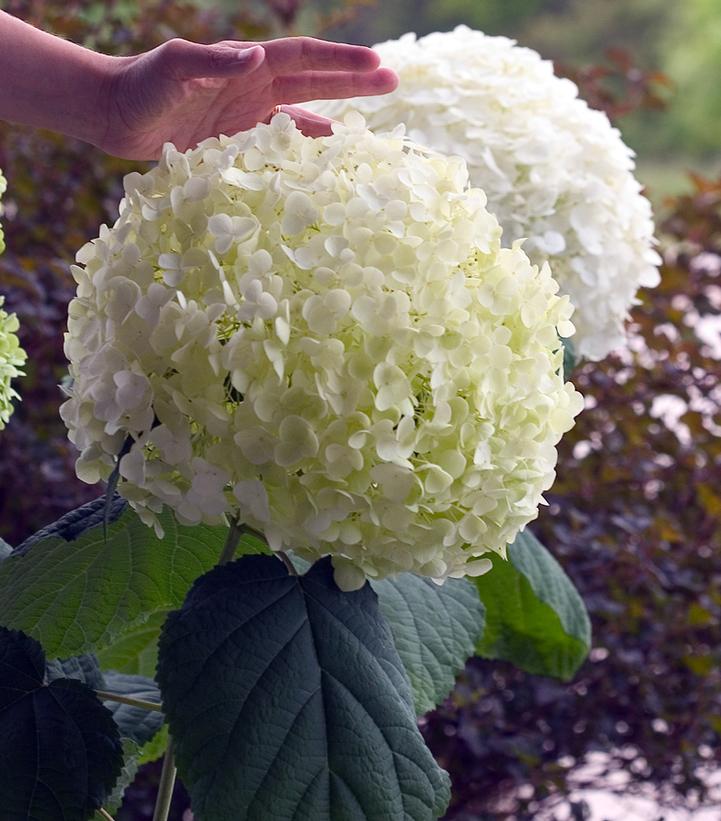Hydrangea arborescens Incrediball® (Incrediball® Hydrangea)